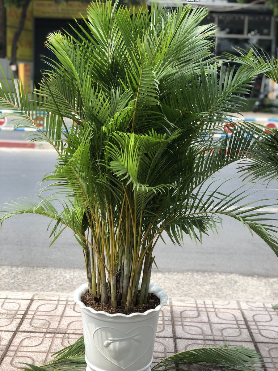 Cau Nhật 2