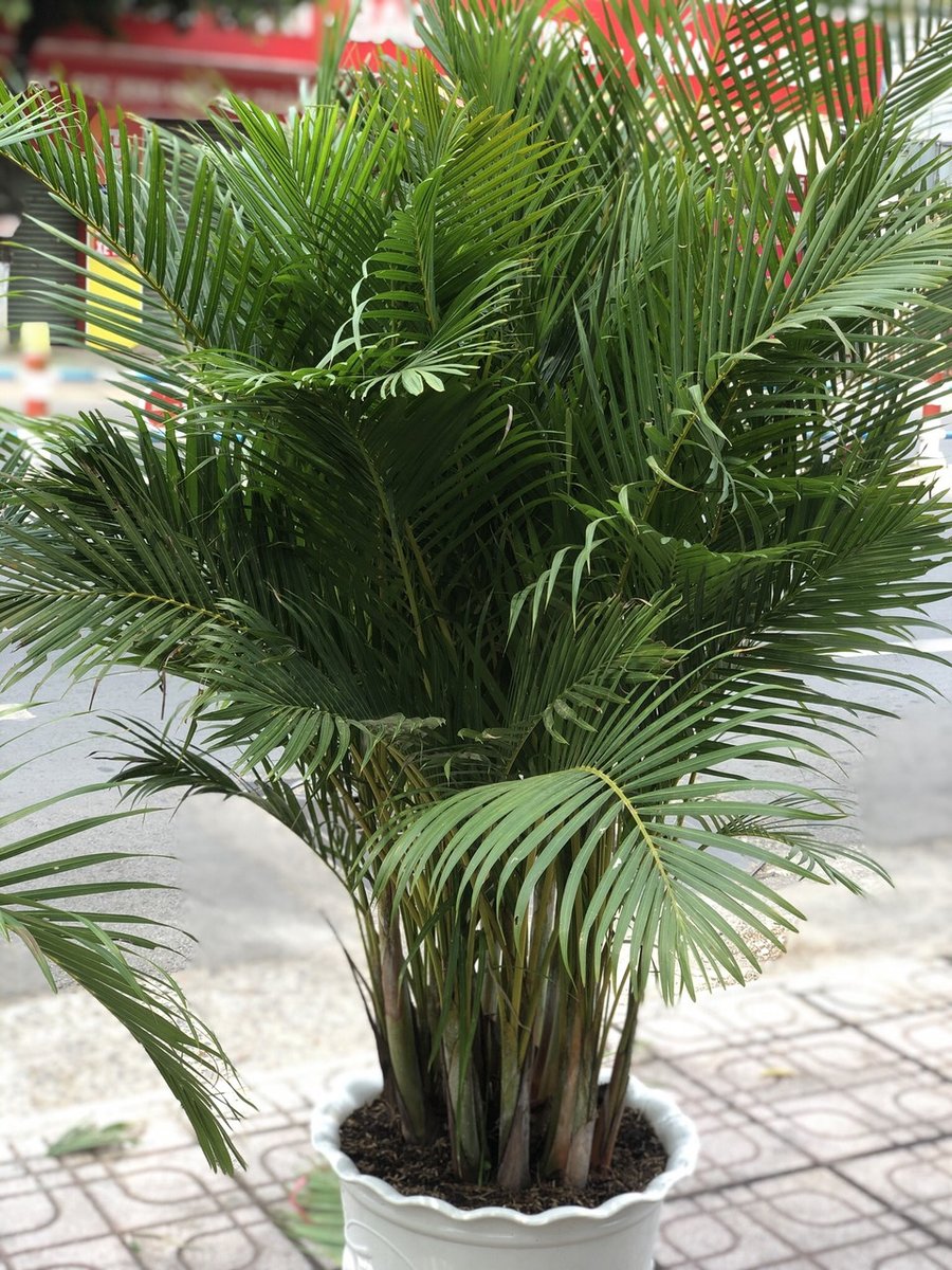 Cau Nhật 3