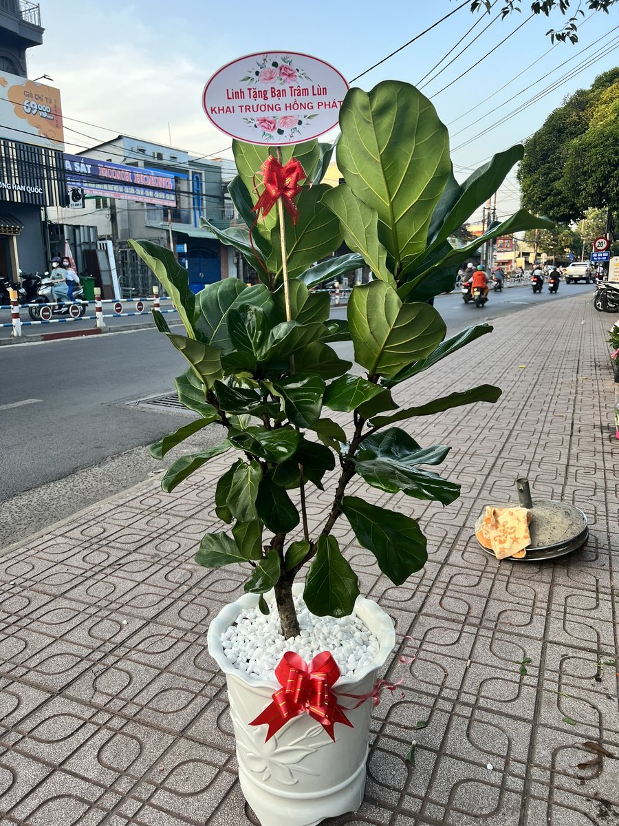 Bàng Singapore