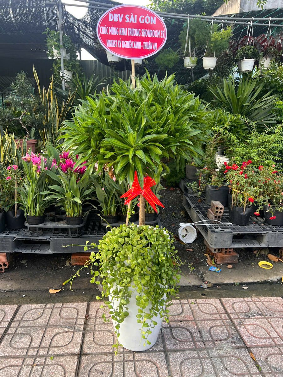Trúc Bách Hợp 2