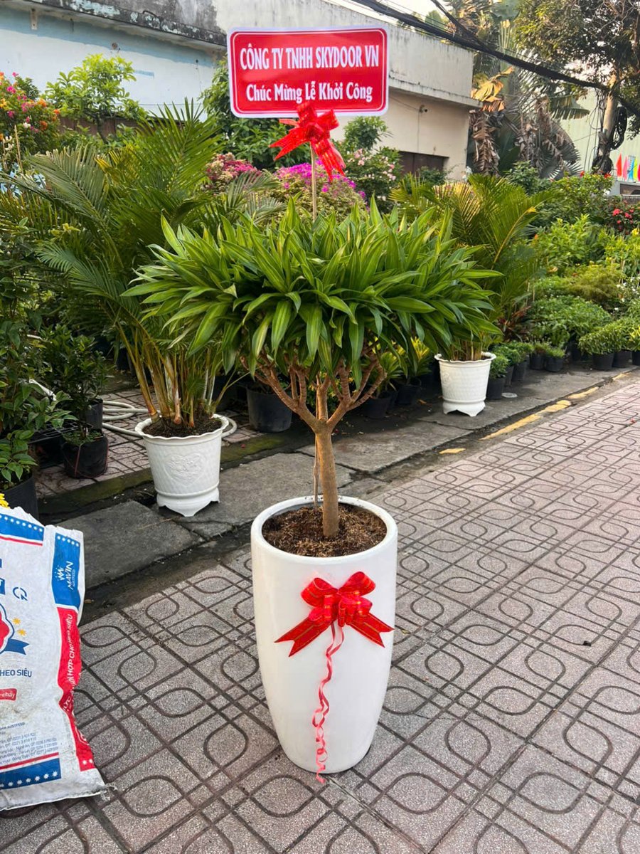 Trúc Bách Hợp 3