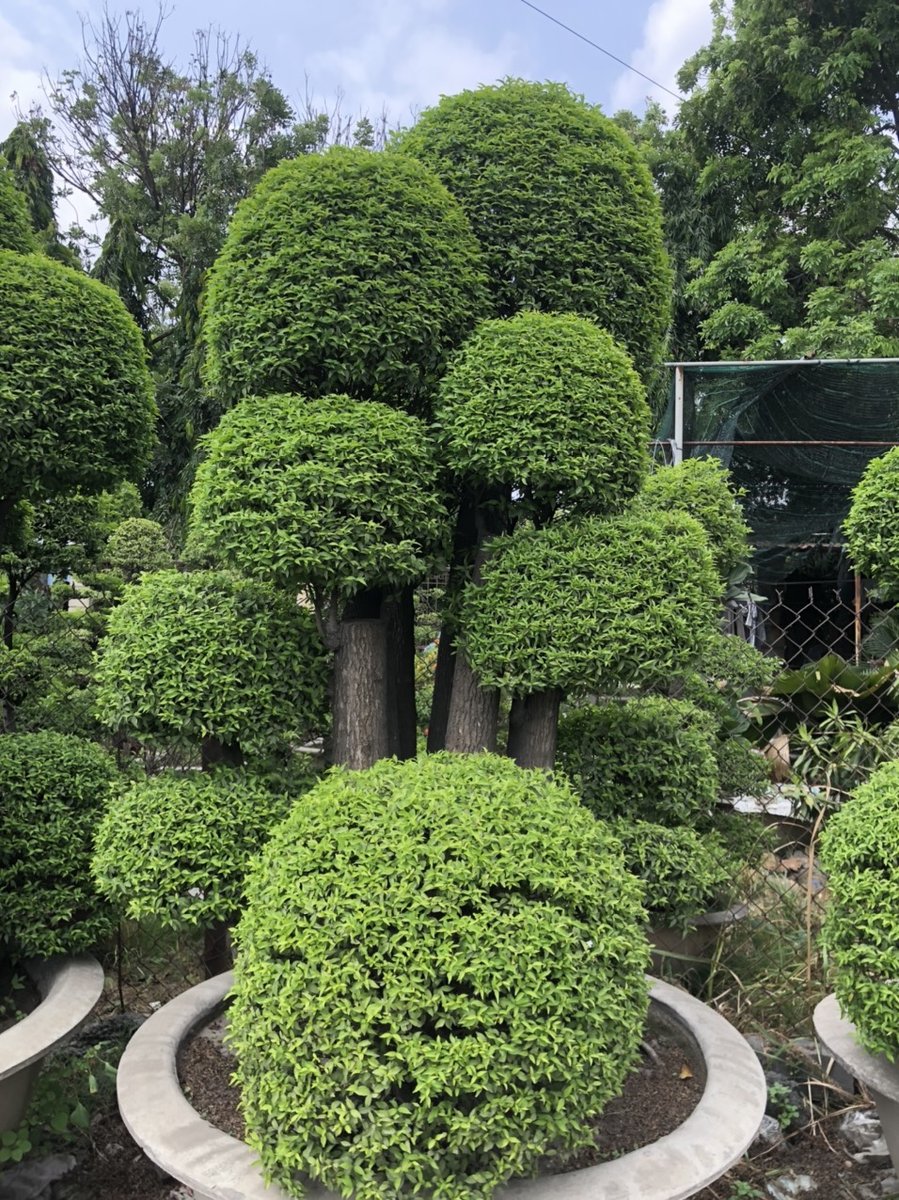 Mai Chiếu Thủy Ghép