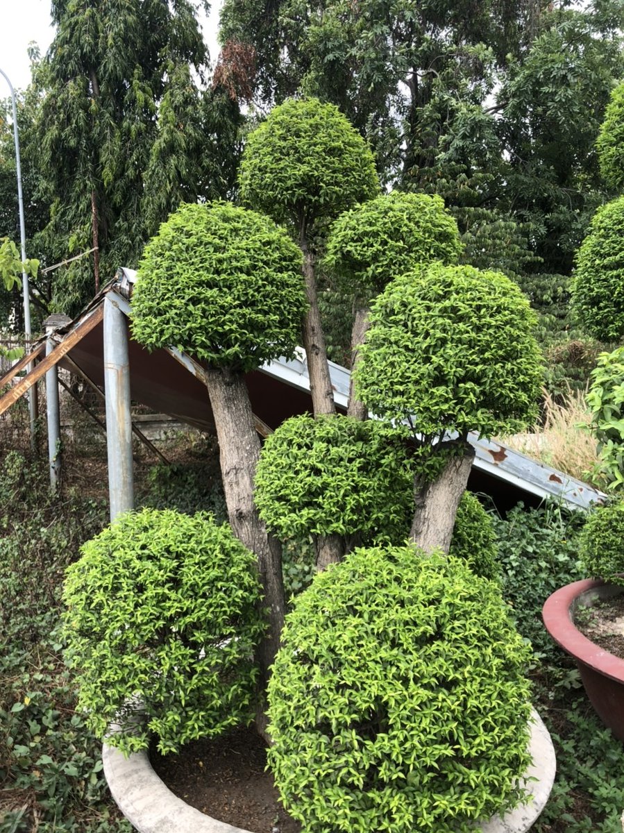 Mai Chiếu Thủy Ghép 2