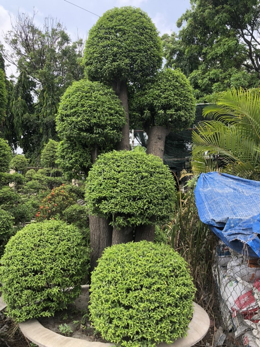 Mai Chiếu Thủy Ghép 3