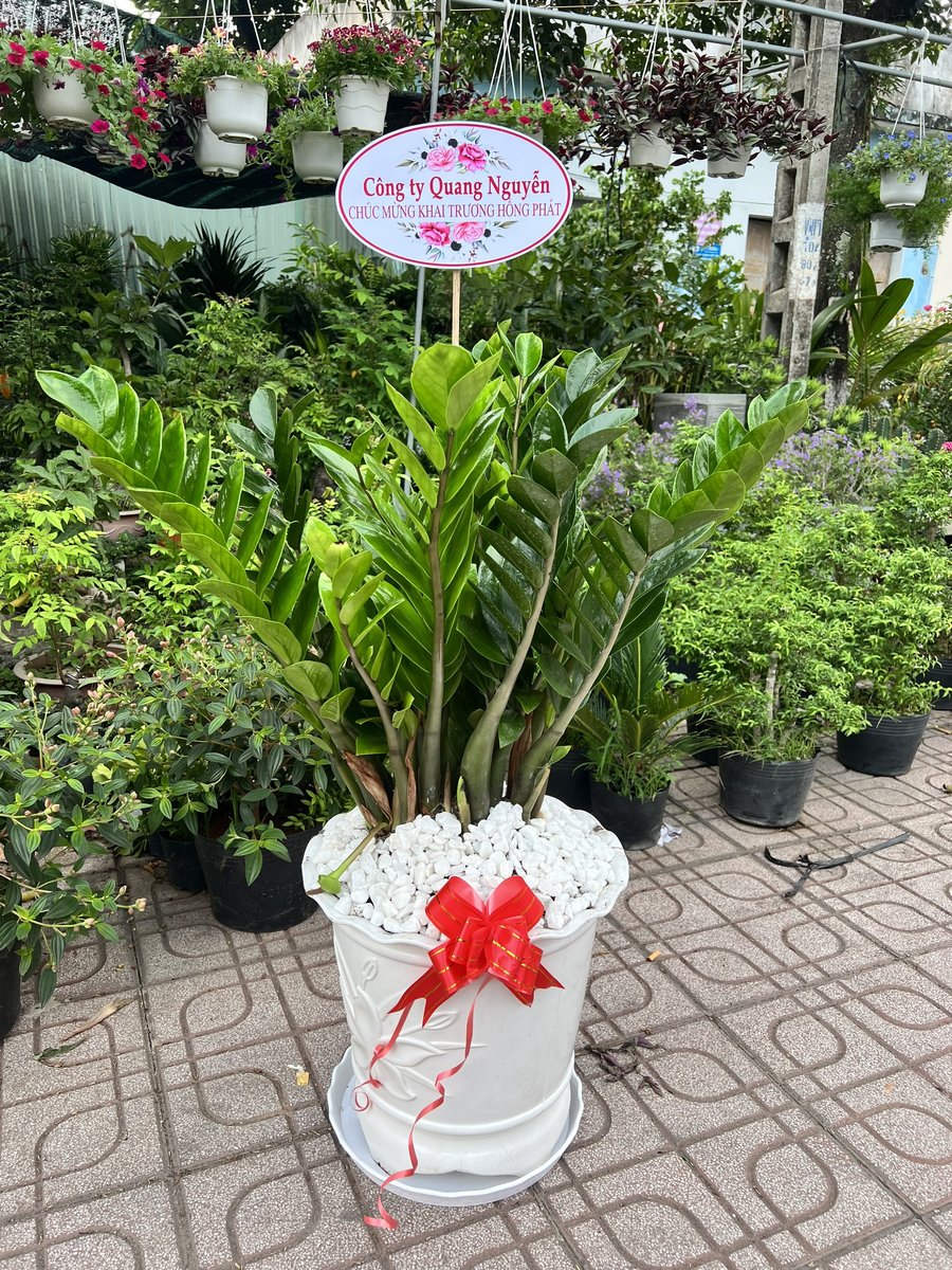 Kim Tiền – Size Trung 2
