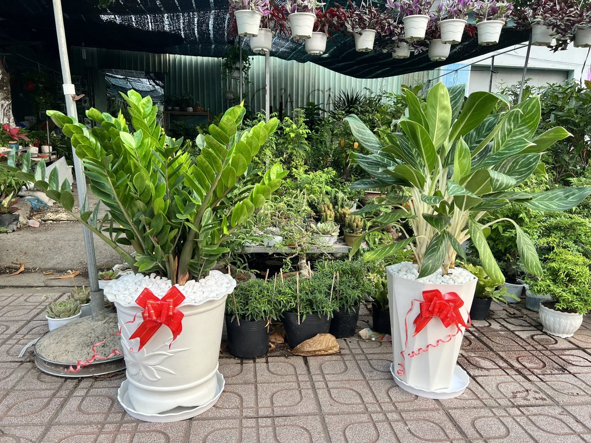Kim Tiền – Size Trung 3