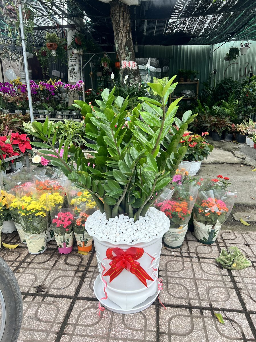 Kim Tiền – Size Trung