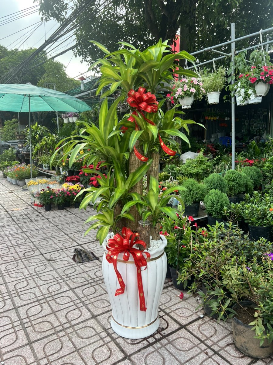 Thiết Mộc Lan Lớn 3
