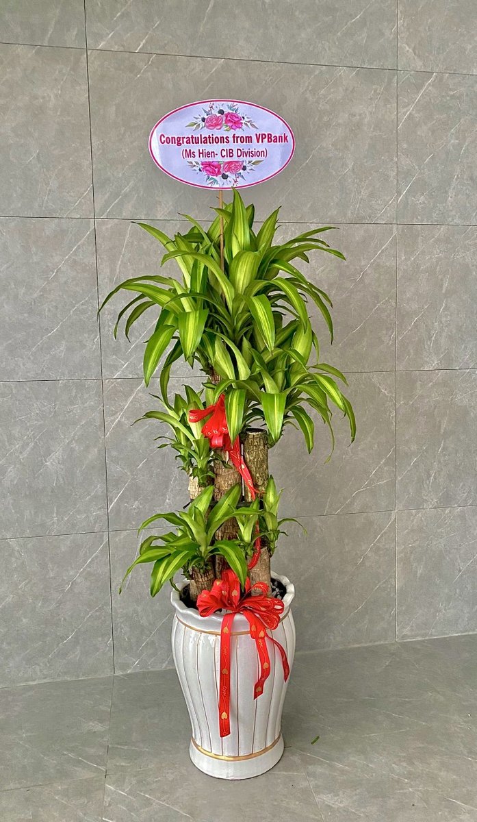 Thiết Mộc Lan Lớn