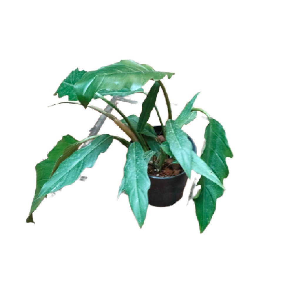Trầu bà Caramel – Philodendron Caramel Marble Green 2