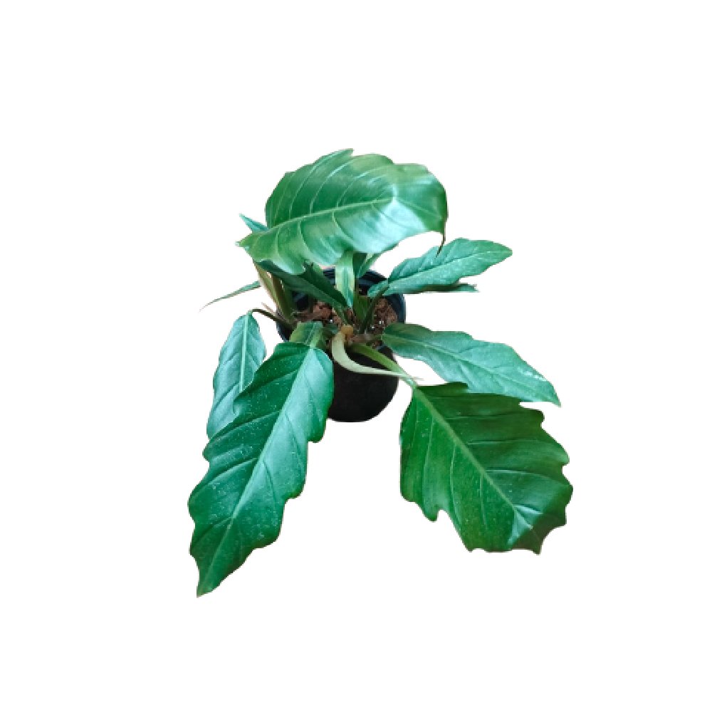 Trầu bà Caramel – Philodendron Caramel Marble Green