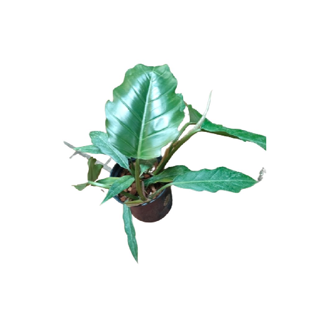 Trầu bà Caramel – Philodendron Caramel Marble Green 3