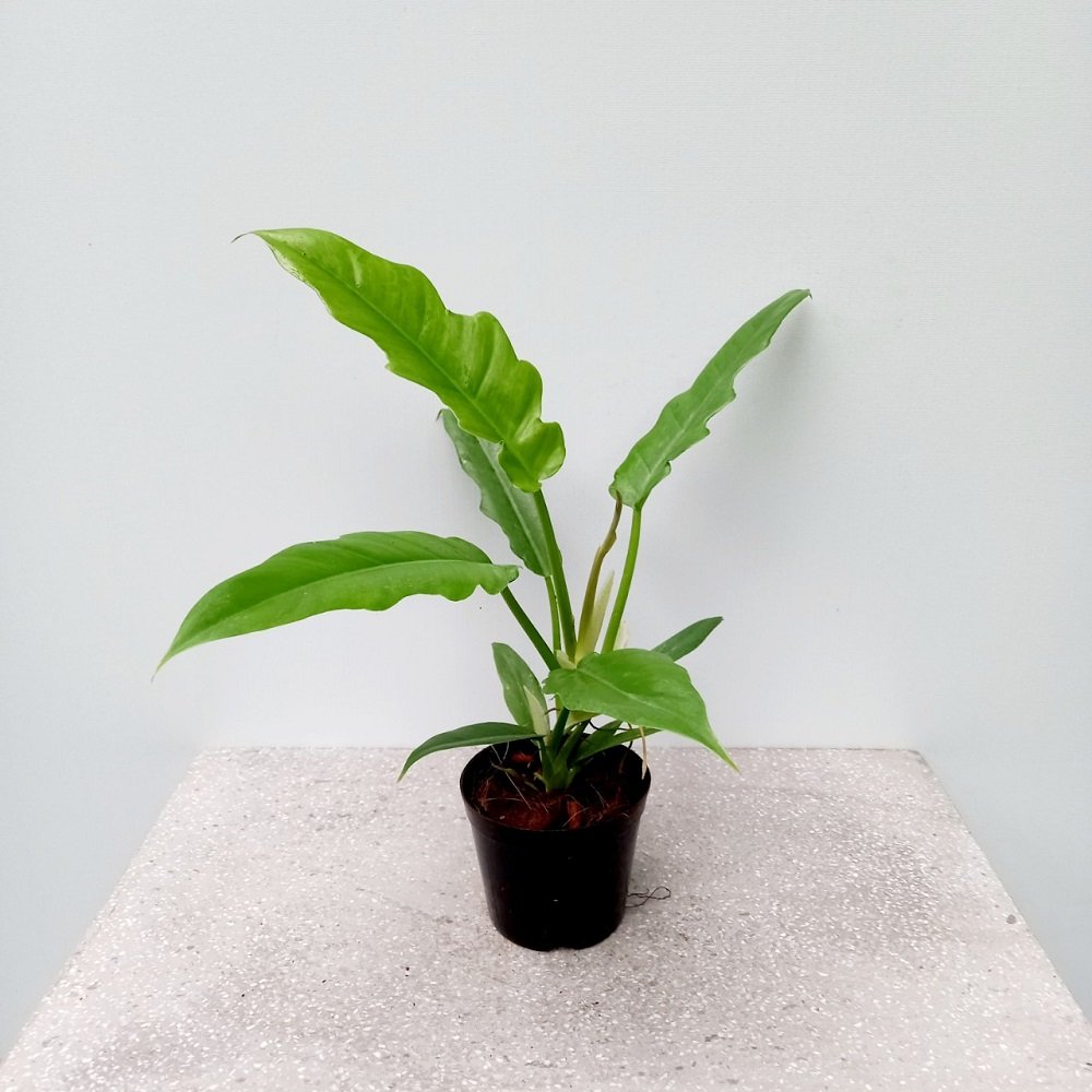Trầu Bà Cung Đàn Xanh – Philodendron Jungle Boogie