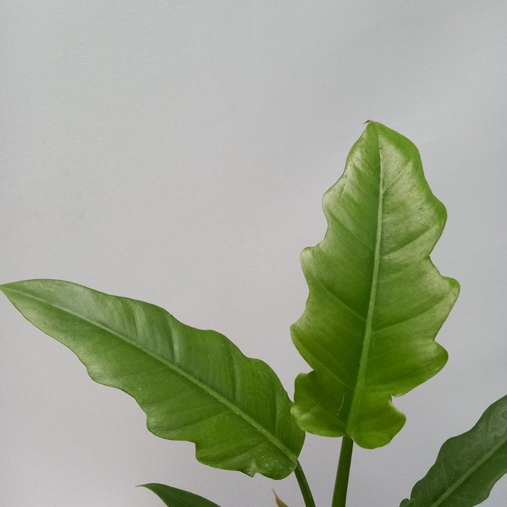 Trầu Bà Cung Đàn Xanh – Philodendron Jungle Boogie 2