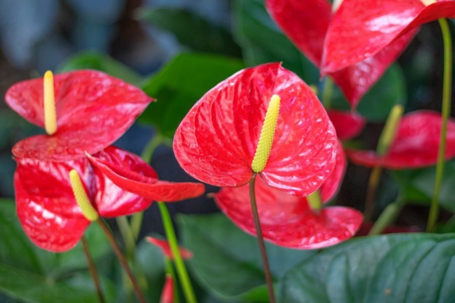 Cây đại hồng môn