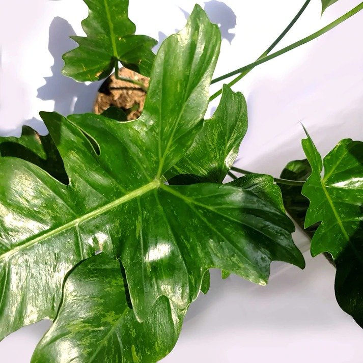 Cây trầu rồng Philodendron Dragon 2