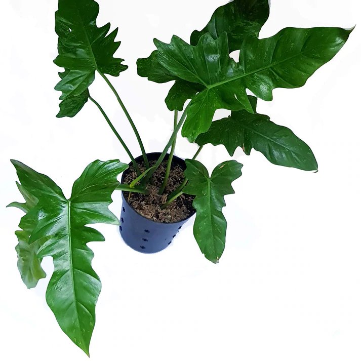 Cây trầu rồng Philodendron Dragon