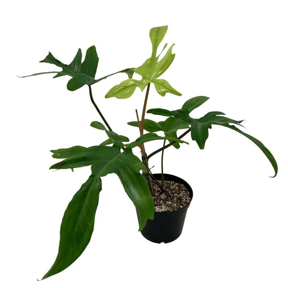 Cây trầu bà cánh én philodendron florida beauty