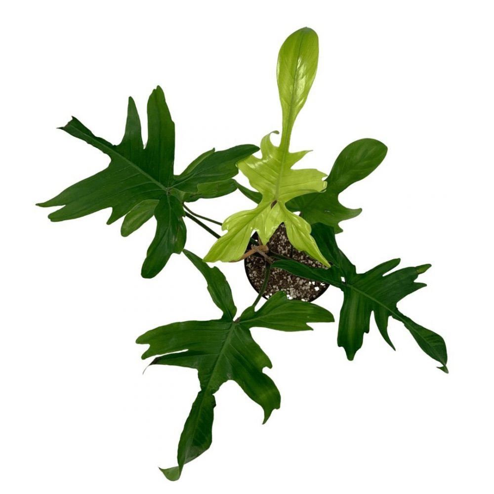 Cây trầu bà cánh én philodendron florida beauty 2