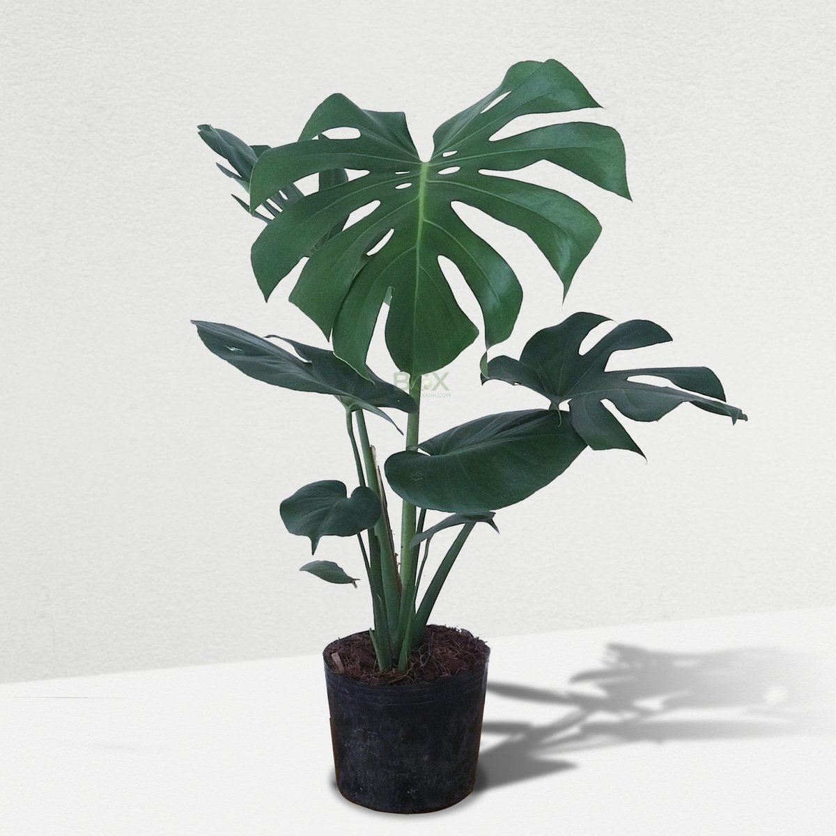 Monstera deliciosa 2