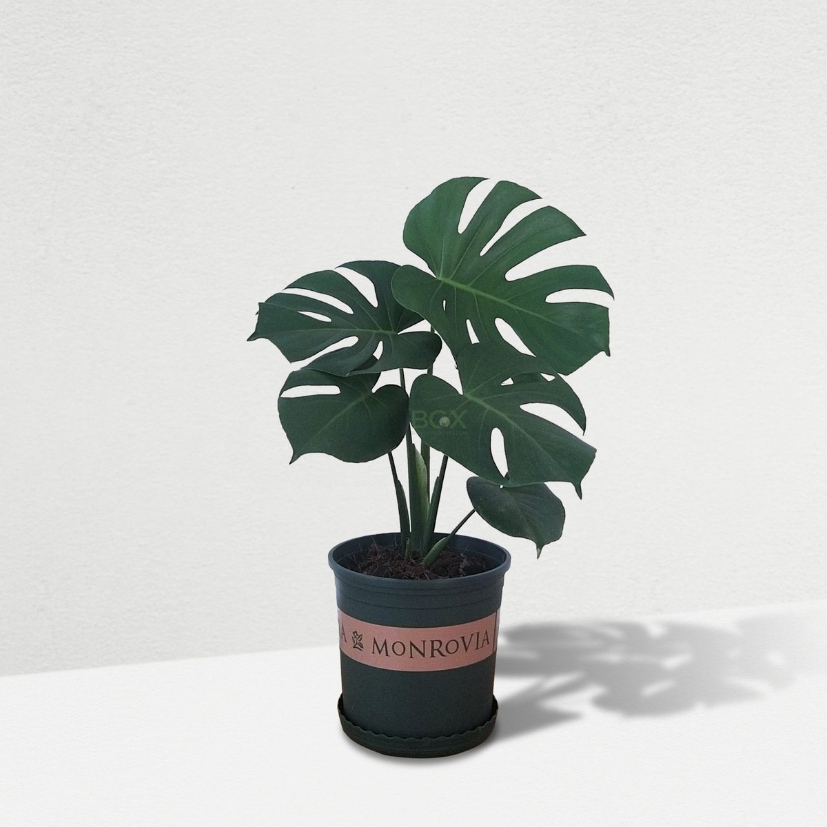 Monstera deliciosa 3