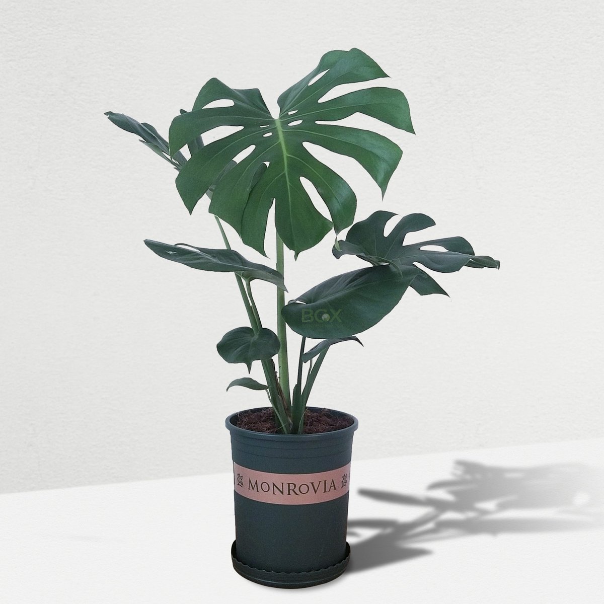 Monstera deliciosa
