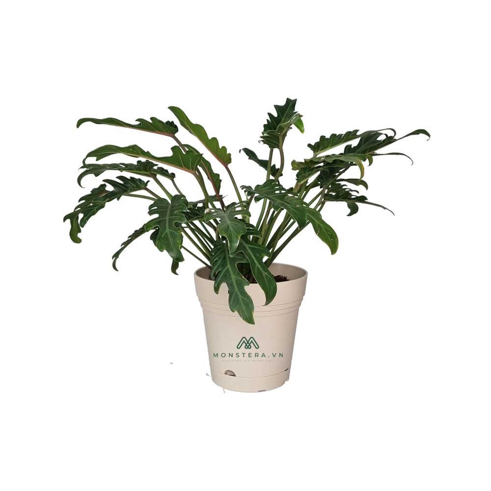 Trầu bà chân vịt
