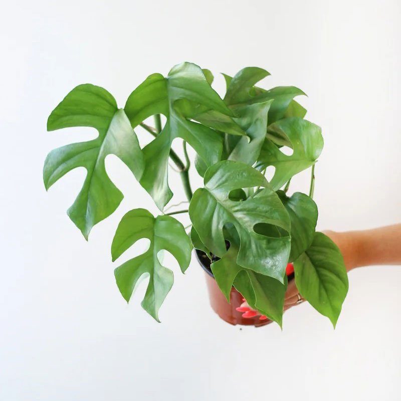 monstera mini