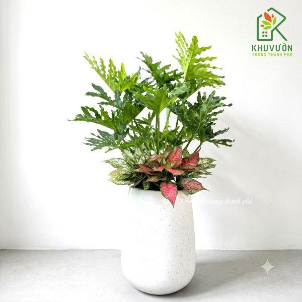 Chậu cây trầu bà thanh xuân mix