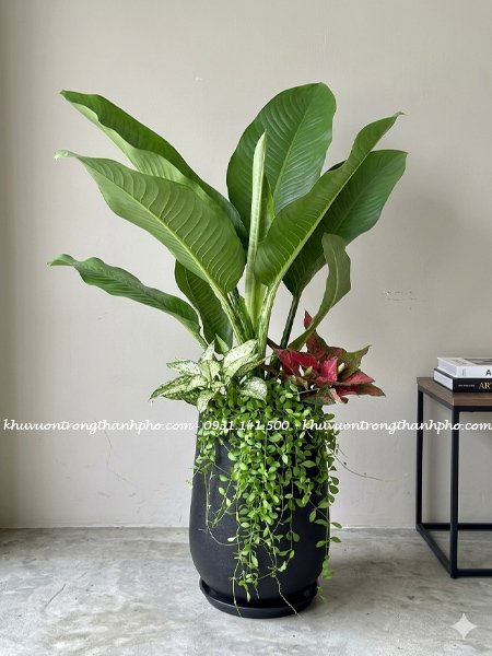 Chậu cây đại phú gia mix 2