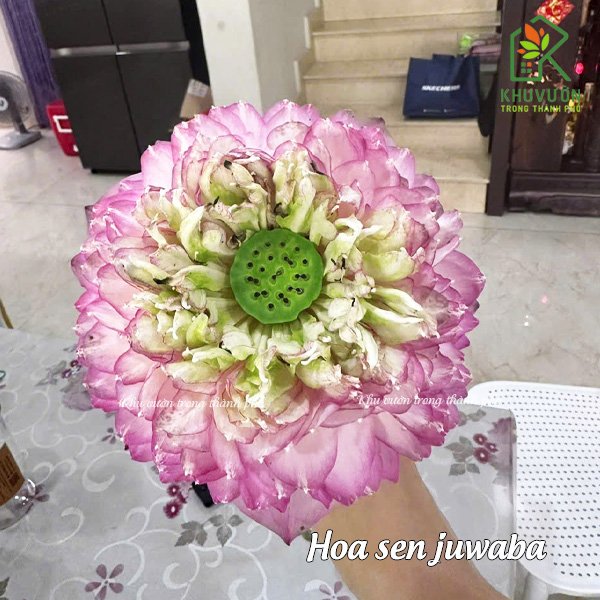 Hoa sen juwaba 3