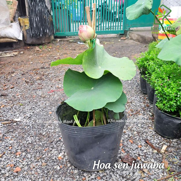 Hoa sen juwaba