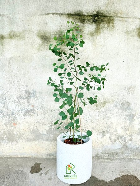 Khuynh Diệp Lá Táo (Silver Dollar Eucalyptus) 3