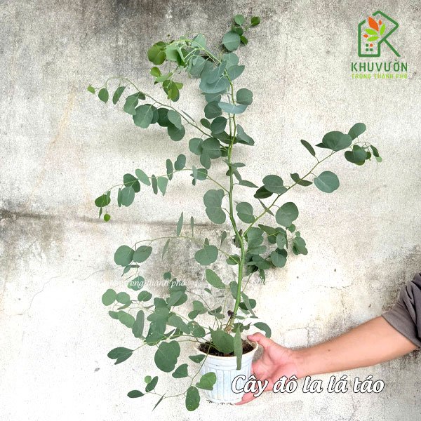Khuynh Diệp Lá Táo (Silver Dollar Eucalyptus)