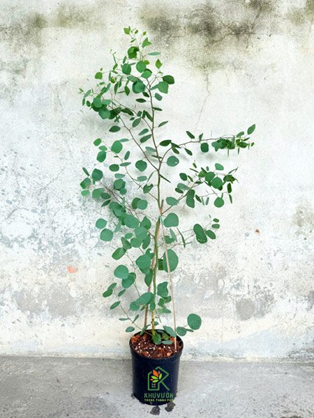 Khuynh Diệp Lá Táo (Silver Dollar Eucalyptus) 2