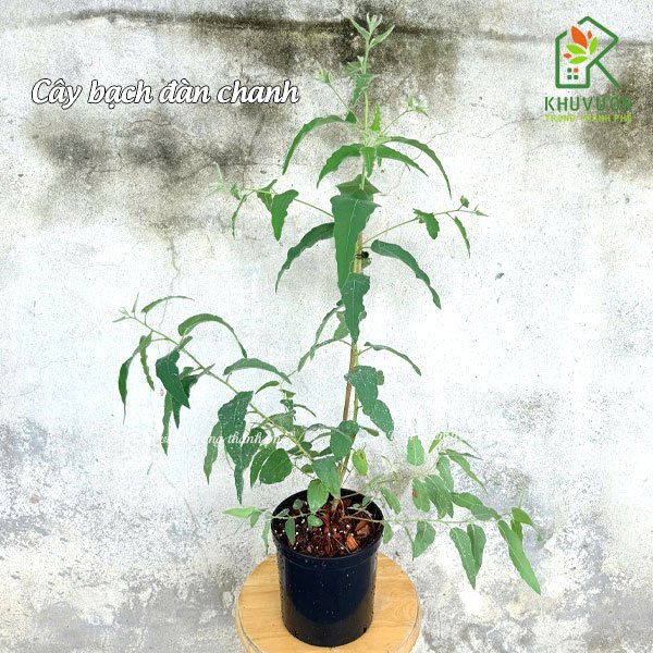 Cây bạch đàn chanh