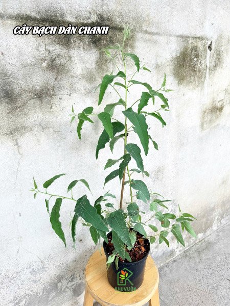 Cây bạch đàn chanh 2