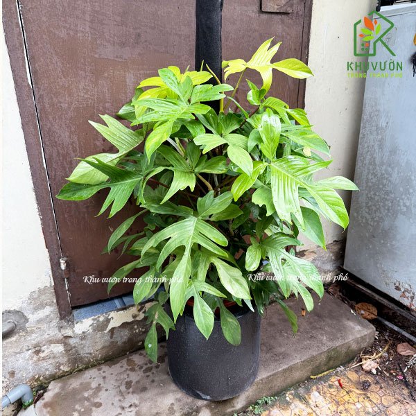 Cây Trầu Bà Cánh Én Philodendron Florida