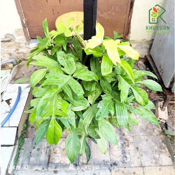 Cây Trầu Bà Cánh Én Philodendron Florida 2