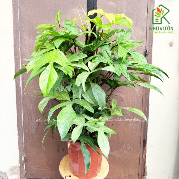 Cây Trầu Bà Cánh Én Philodendron Florida 3