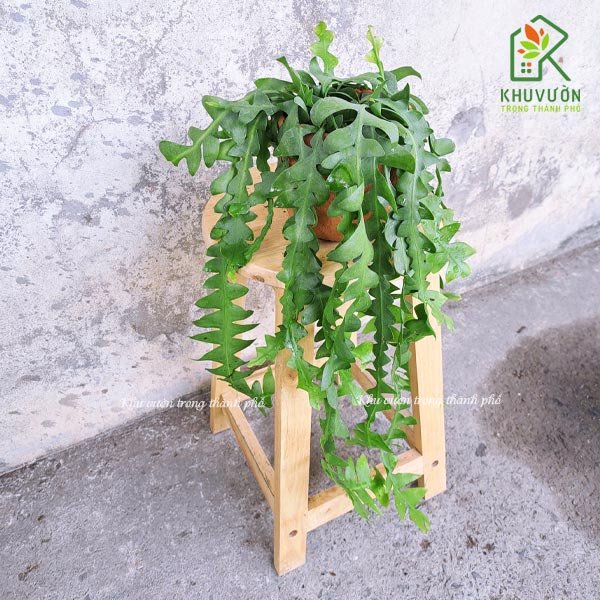 Cây quỳnh xương cá Epiphyllum chrysocardium