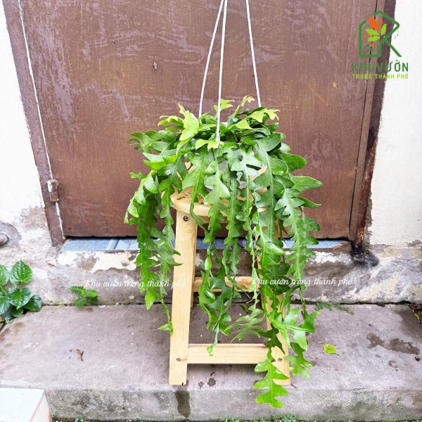 Cây quỳnh xương cá Epiphyllum chrysocardium 2