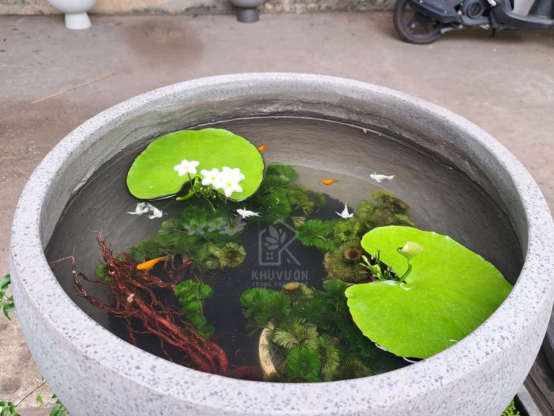 Chậu chảo đá mài nuôi cá 2