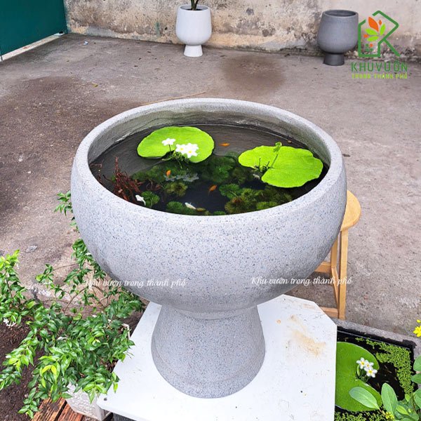Chậu chảo đá mài nuôi cá 3