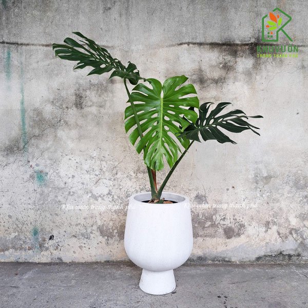 Chậu đá mài ly cup 3