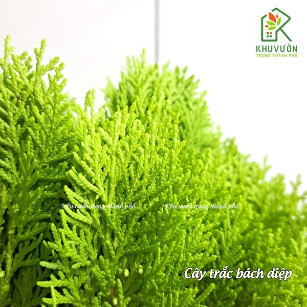 Cây trắc bách diệp 3