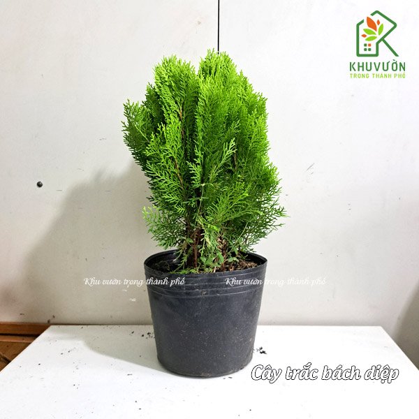 Cây trắc bách diệp 2
