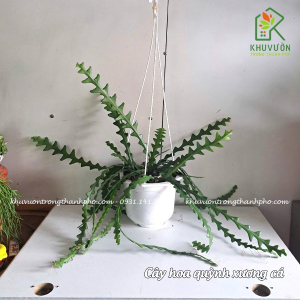 Cây hoa quỳnh xương cá