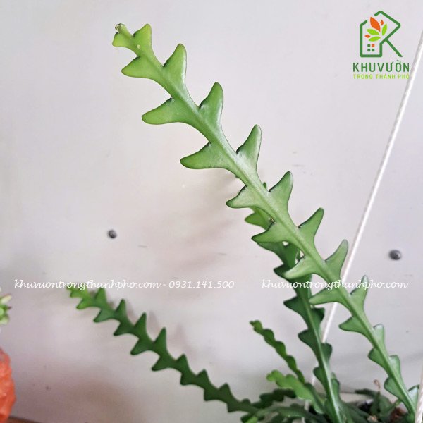 Cây hoa quỳnh xương cá 2