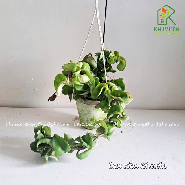 Cây lan cẩm cù lá xoăn